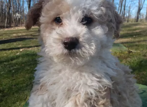 Mini Bernedoodle - Jax