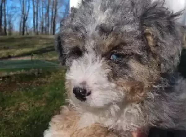Mini Bernedoodle - Oakland
