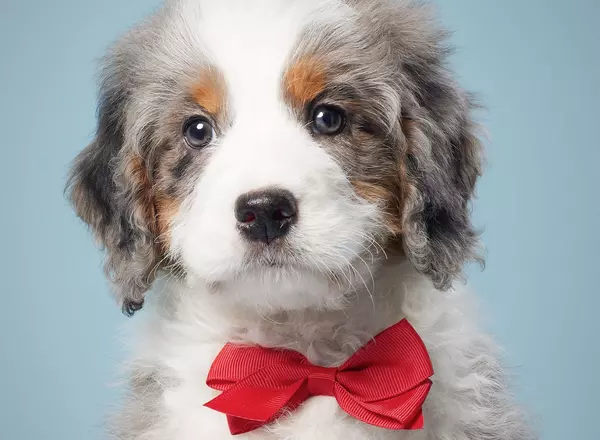 Mini Bernedoodle - Joe