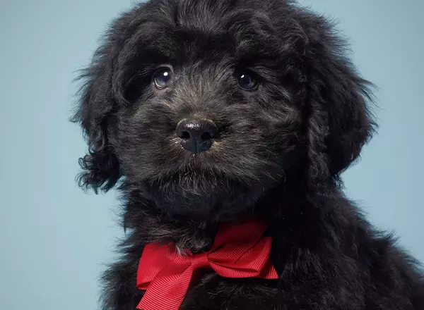 Mini Bernedoodle - Johnathan