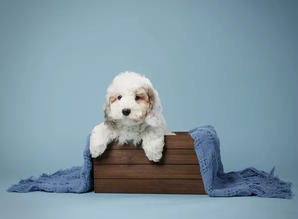 Mini Bernedoodle - Sally