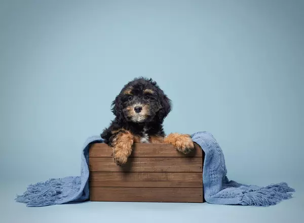 Mini Bernedoodle - Mini