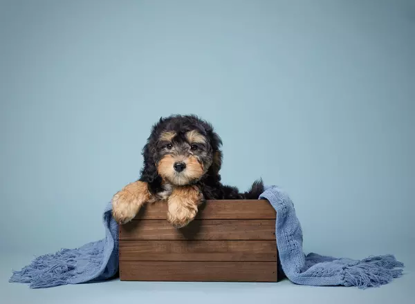 Mini Bernedoodle - Danny