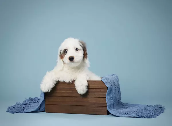 Mini Bernedoodle - Merle