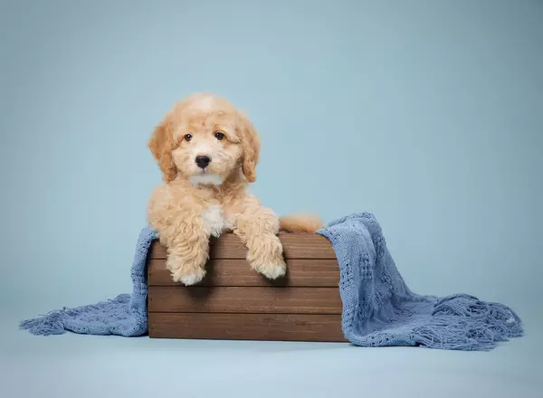 Mini Bernedoodle - Tommy