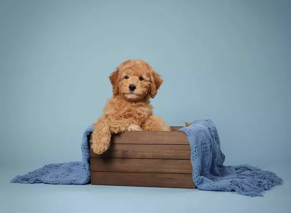 Mini Bernedoodle - Terry
