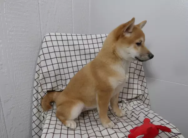 Shiba Inu - Sohpie