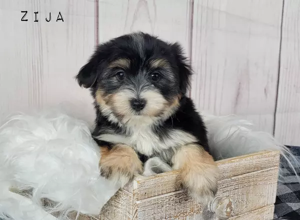 Morkie - ZIJA