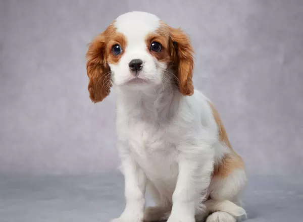 Cavalier King Charles Spaniel - George