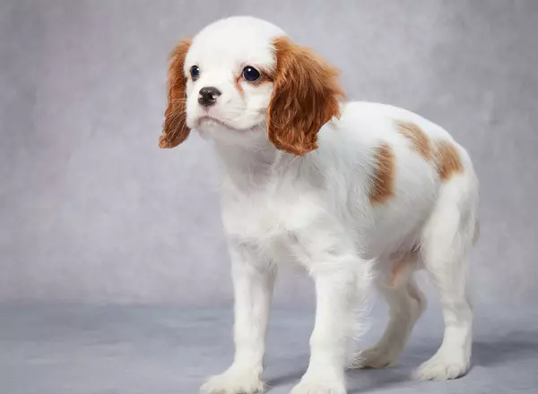 Cavalier King Charles Spaniel - Gail