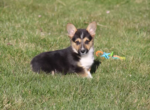 Welsh Corgi -Pembroke - Kelsey