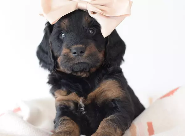 Mini Goldendoodle - Chai