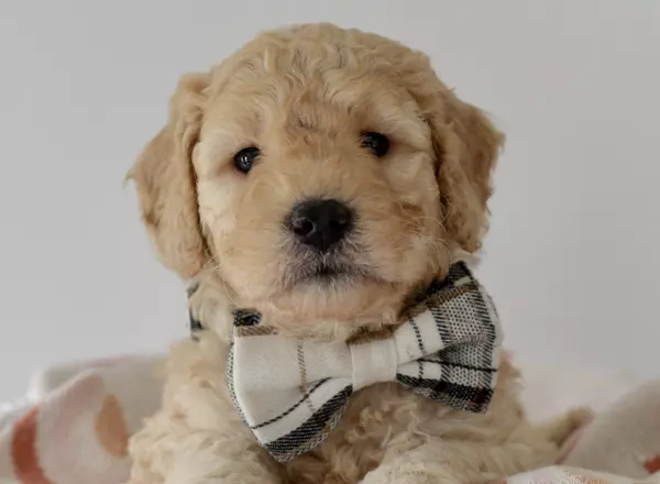Mini Goldendoodle - Truffles