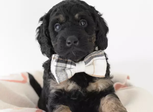 Mini Goldendoodle - Topper