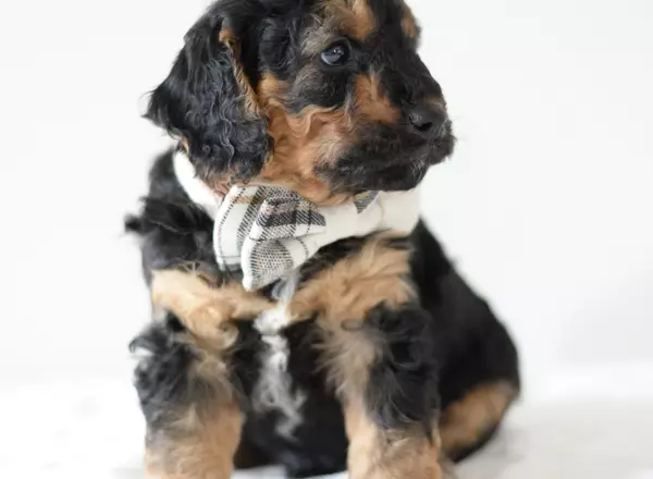 Mini Goldendoodle - Brewer