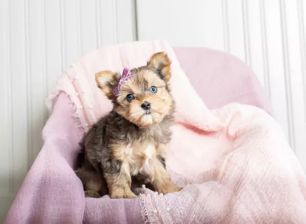 Yorkshire Terrier - Lucy Lou