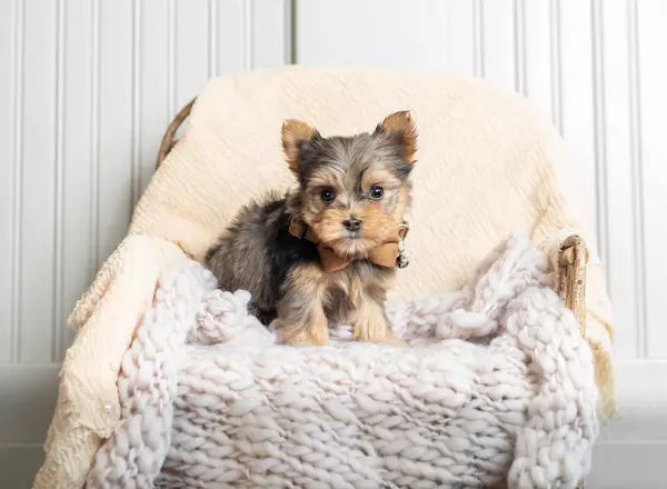 Yorkshire Terrier - Ferari