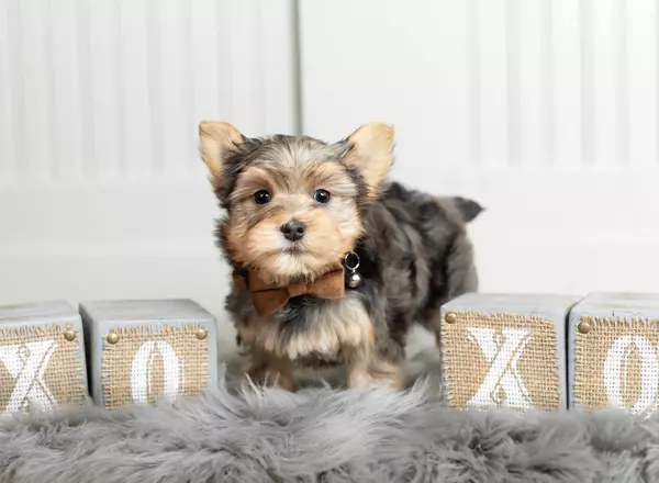 Yorkshire Terrier - Vinney