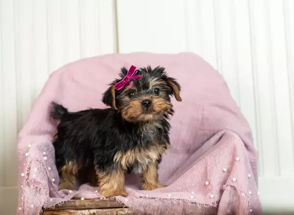 Yorkshire Terrier - Chloe