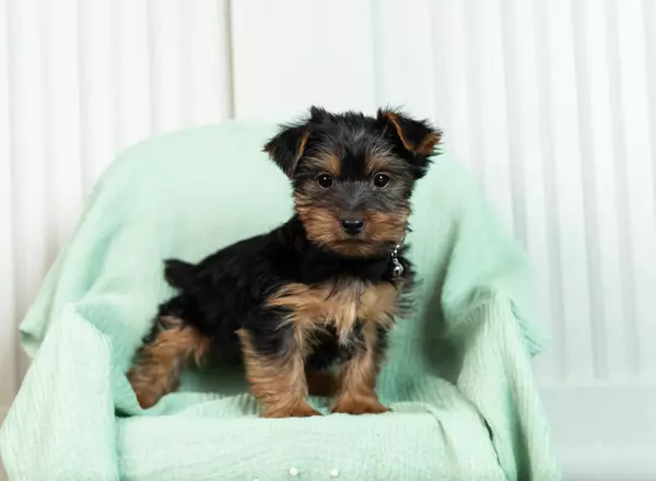 Yorkshire Terrier - Cannoli