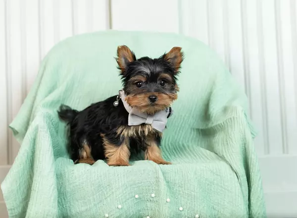 Yorkshire Terrier - Chili