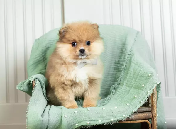 Pomeranian - Poochie