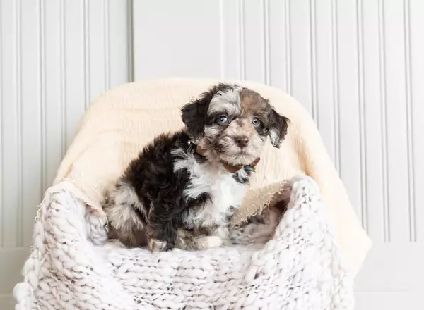 Mini Goldendoodle - Chai