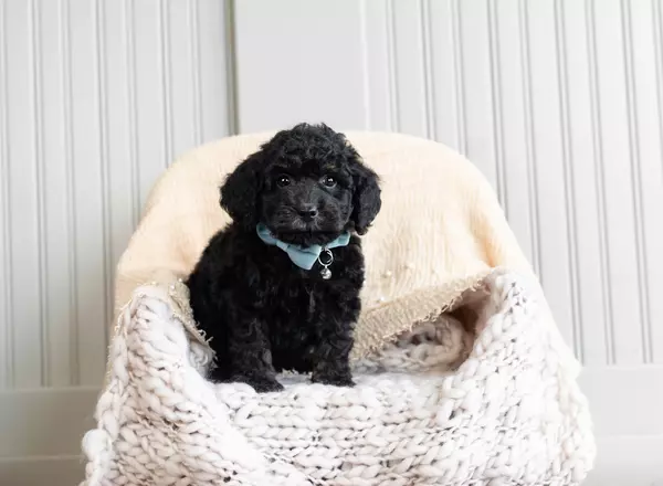 Mini Goldendoodle - Chip