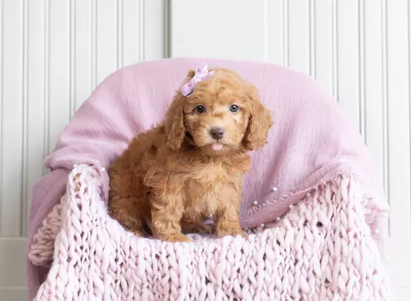 Mini Goldendoodle - Bella