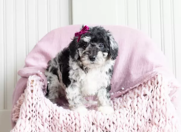 Mini Goldendoodle - Petunia