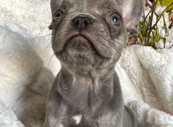 French Bulldog - Bella