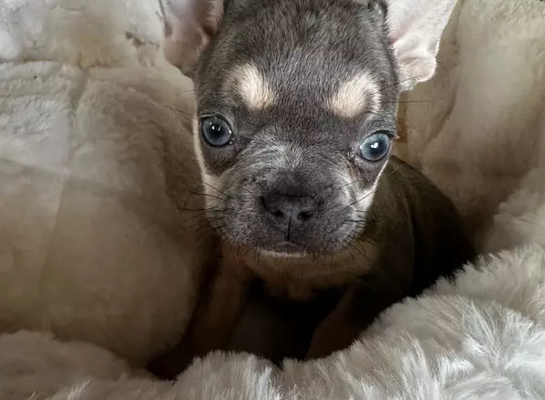 French Bulldog - Willow