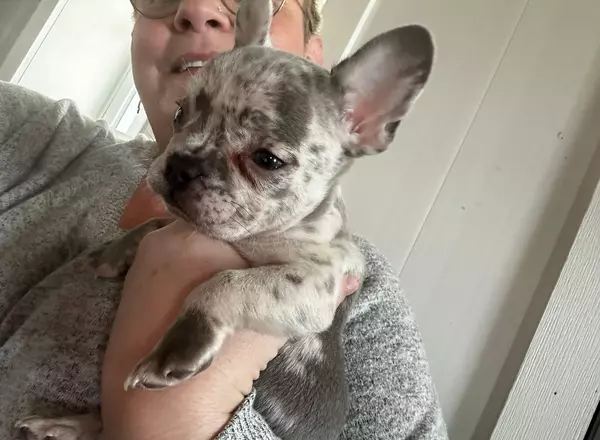 French Bulldog - Jasper