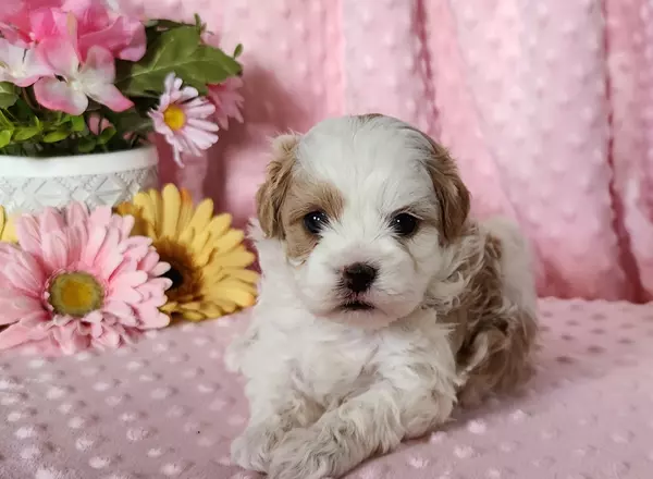 Shih Tzu - Karly