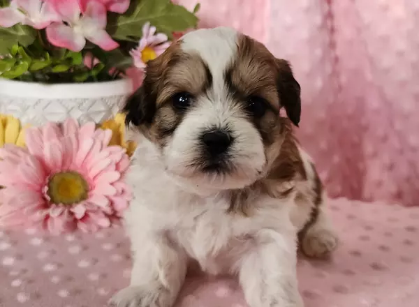 Shichon Teddy Bear - Twinkle