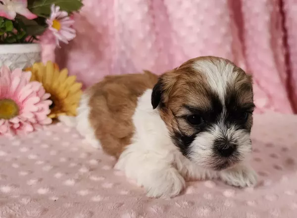 Shichon Teddy Bear - Dante