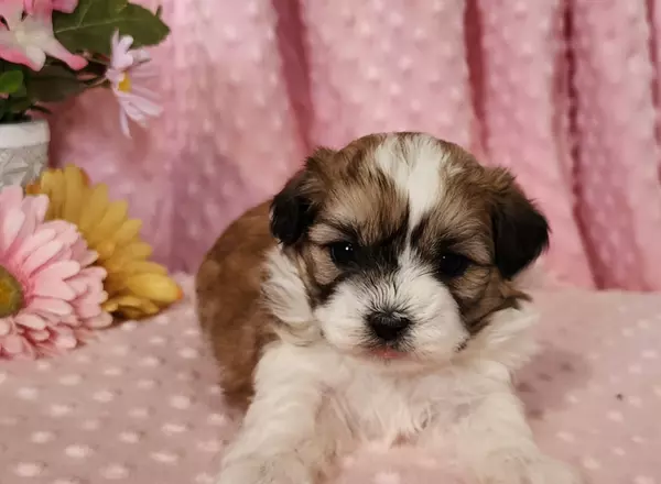 Shichon Teddy Bear - Boone