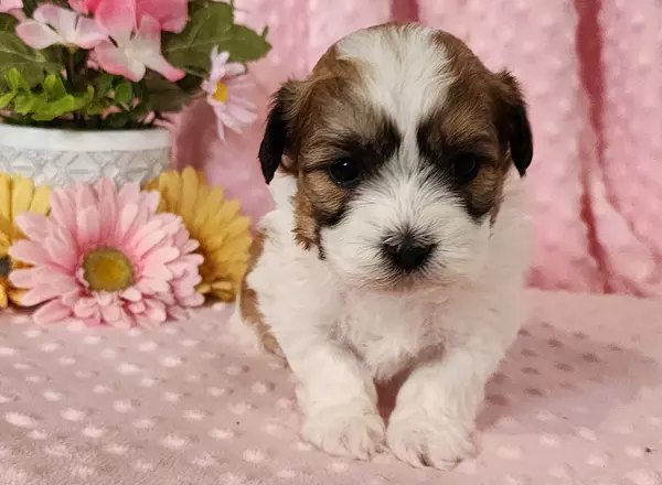 Shichon Teddy Bear - Kermit