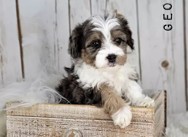 Aussiedoodle - GEO