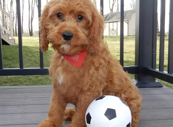 Cavapoo - Mitch