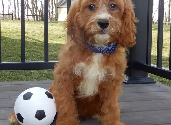 Cavapoo - Benji