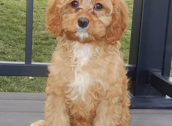 Cavapoo - Brooke