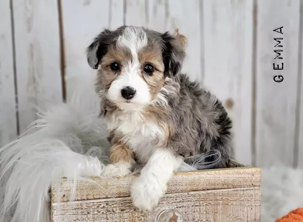 Aussiedoodle - GEMMA