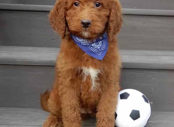 Mini Goldendoodle - Cooper