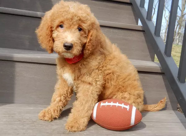 Mini Goldendoodle - Diego