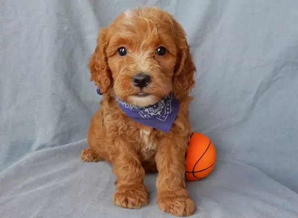 Mini Goldendoodle - Howie