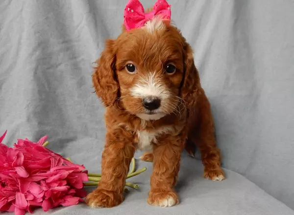 Mini Goldendoodle - Libby