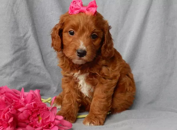 Mini Goldendoodle - Blossom
