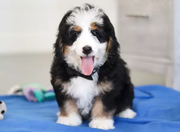 Mini Bernedoodle - Moose
