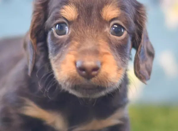 Miniature Dachshund - Mick